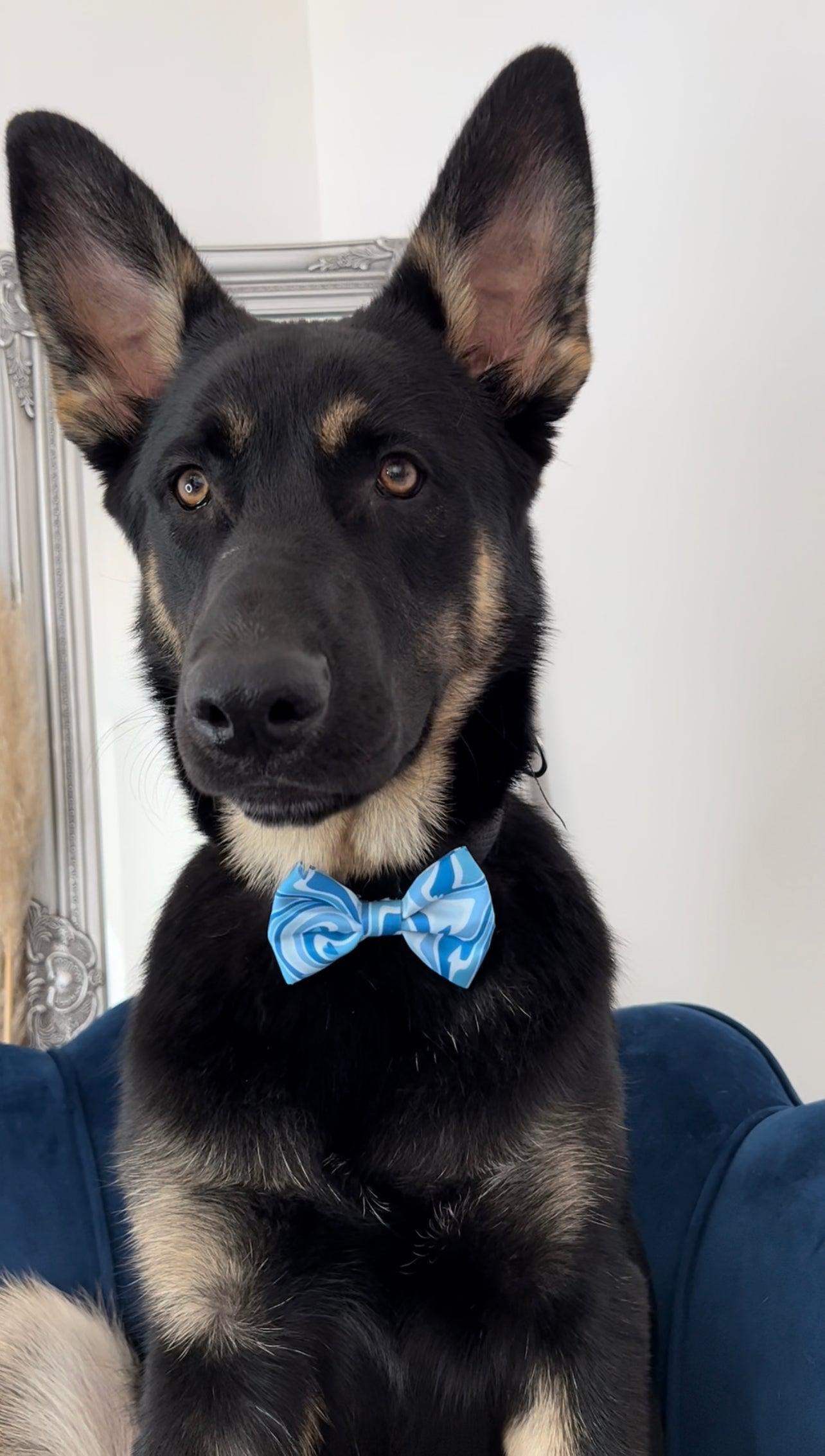 blue dog bow tie being worn by a german shepherd dog