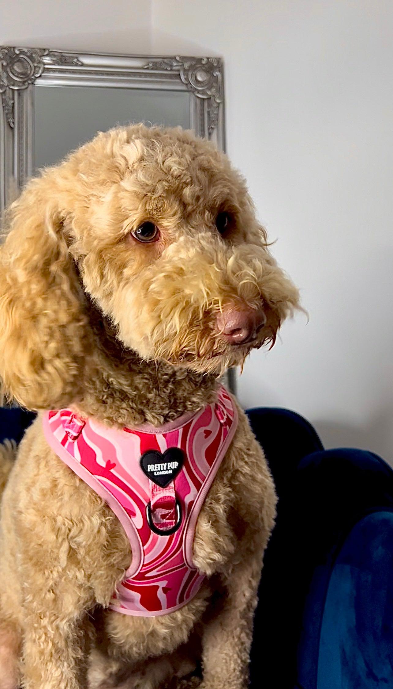 golden doodle dog wearing a pink designer dog harness