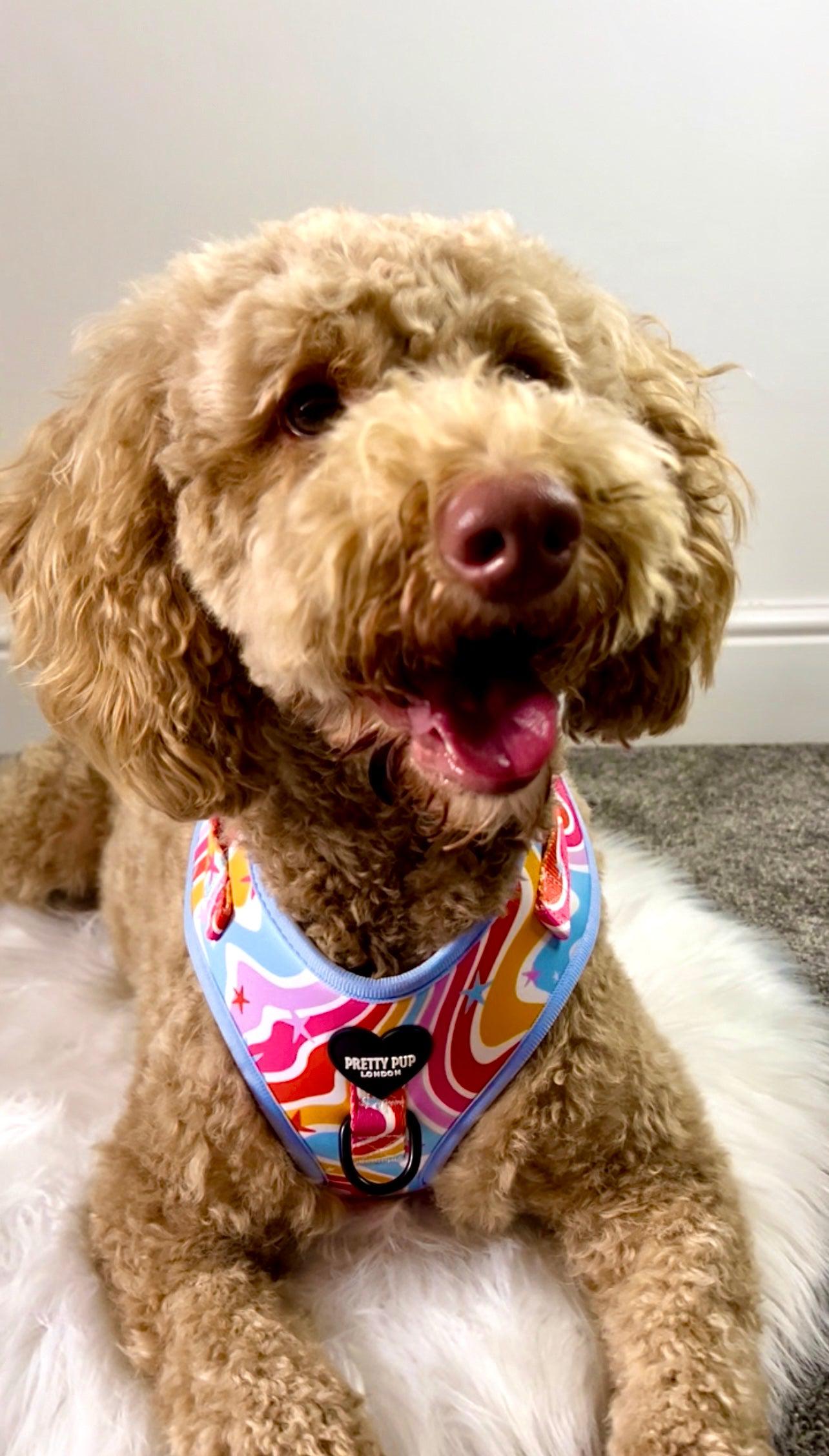 golden doodle dog wearing a rainbow dog harness whilst sat on chair