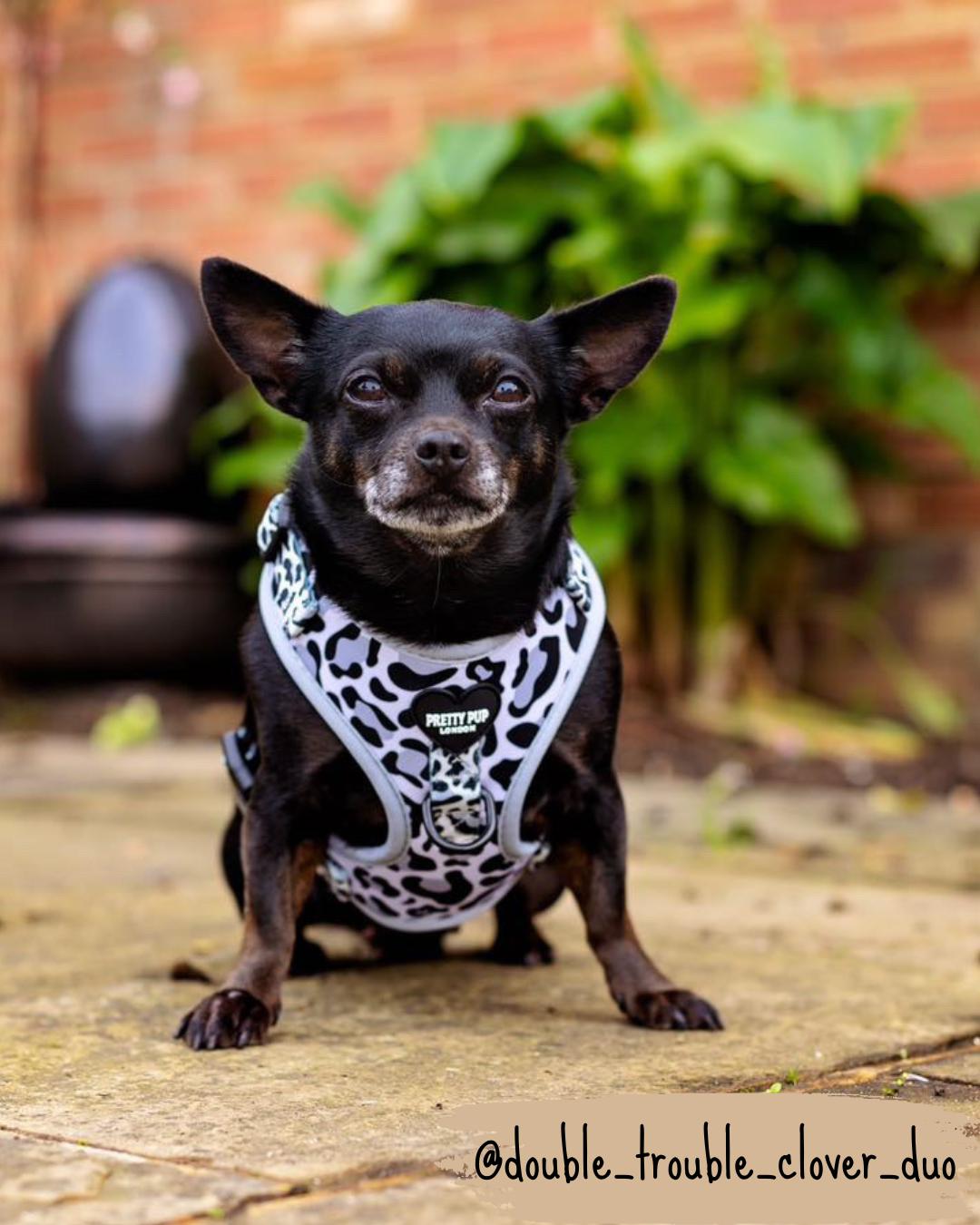 Leopard Print Adjustable Dog Harness Grey