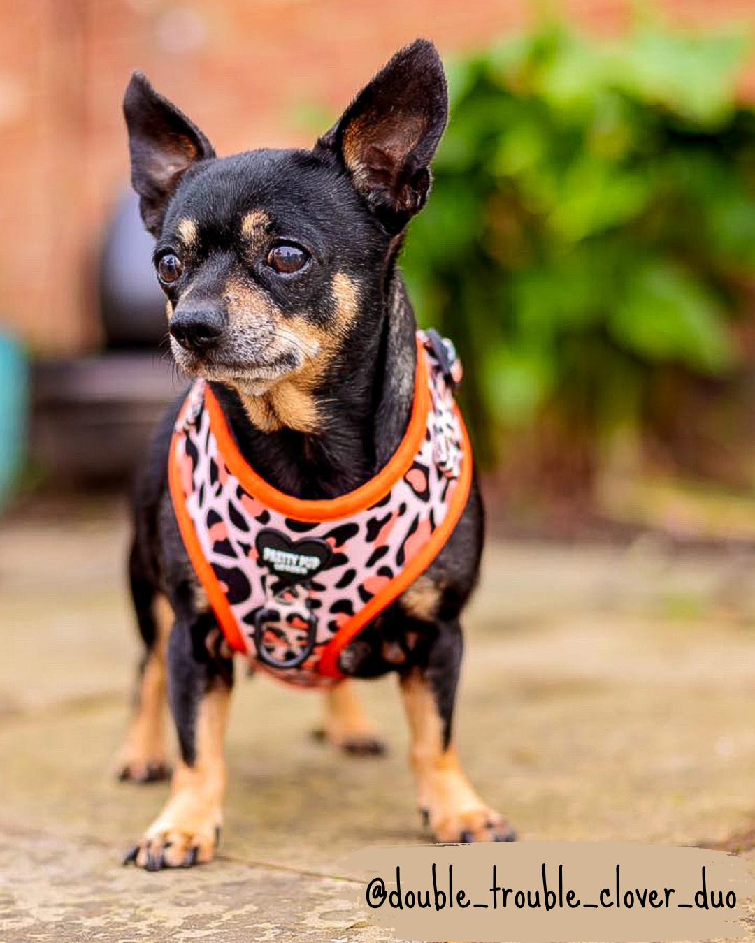 jackchi dog wearing orange adjustable dog harness