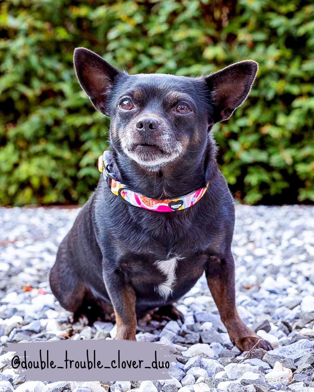 rainbow quick release dog collar being worn by a chihuahua dog