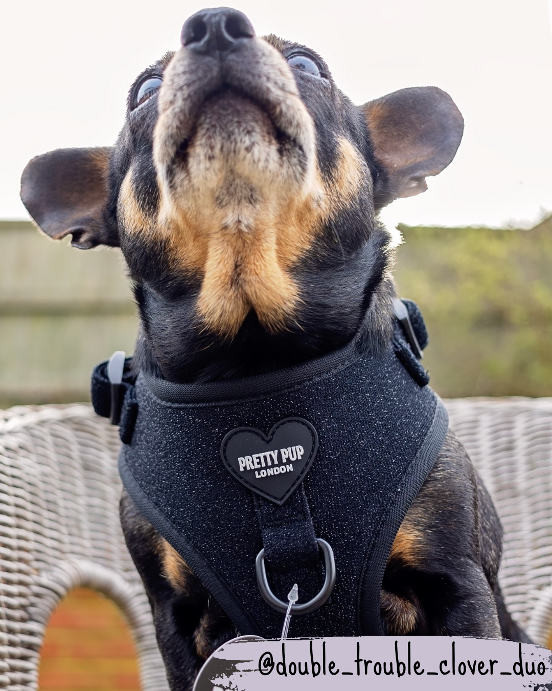 jackawawa wearing black glitter dog harness