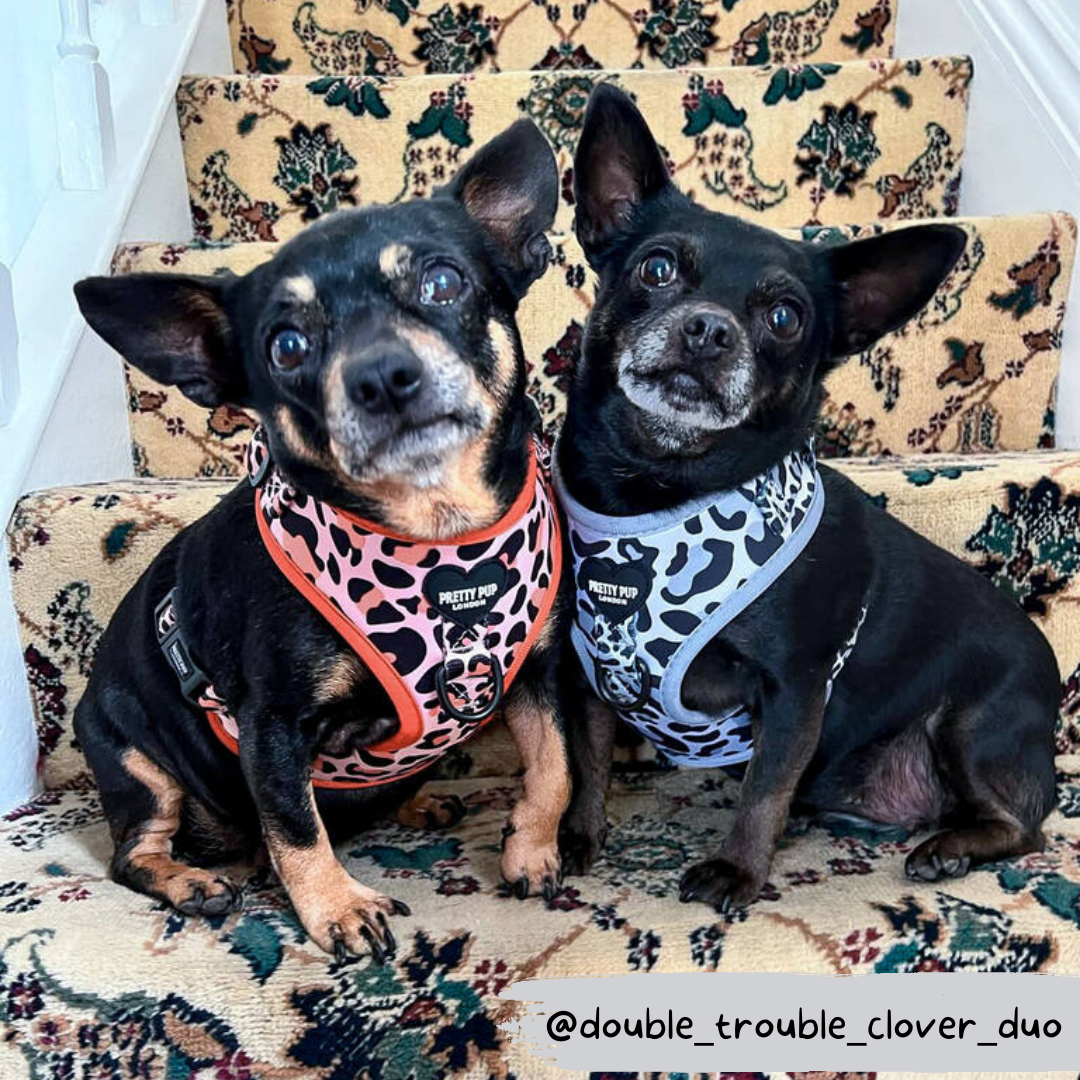 two jack russell dogs wearing orange and grey leopard print dog harnesses