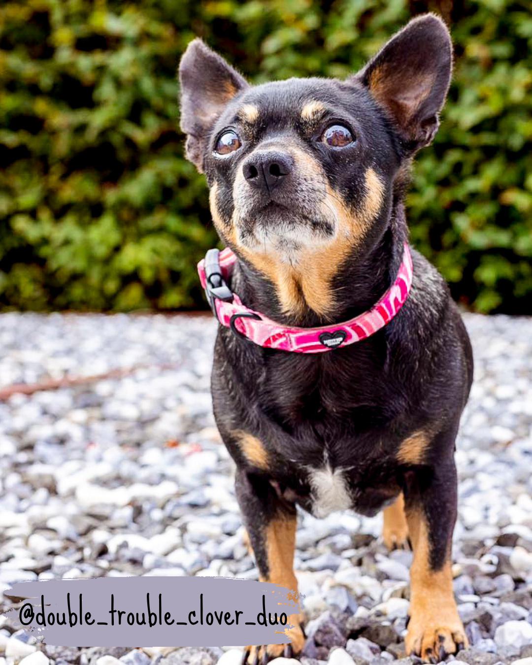 pink designer dog collar being worn by jackchi dog