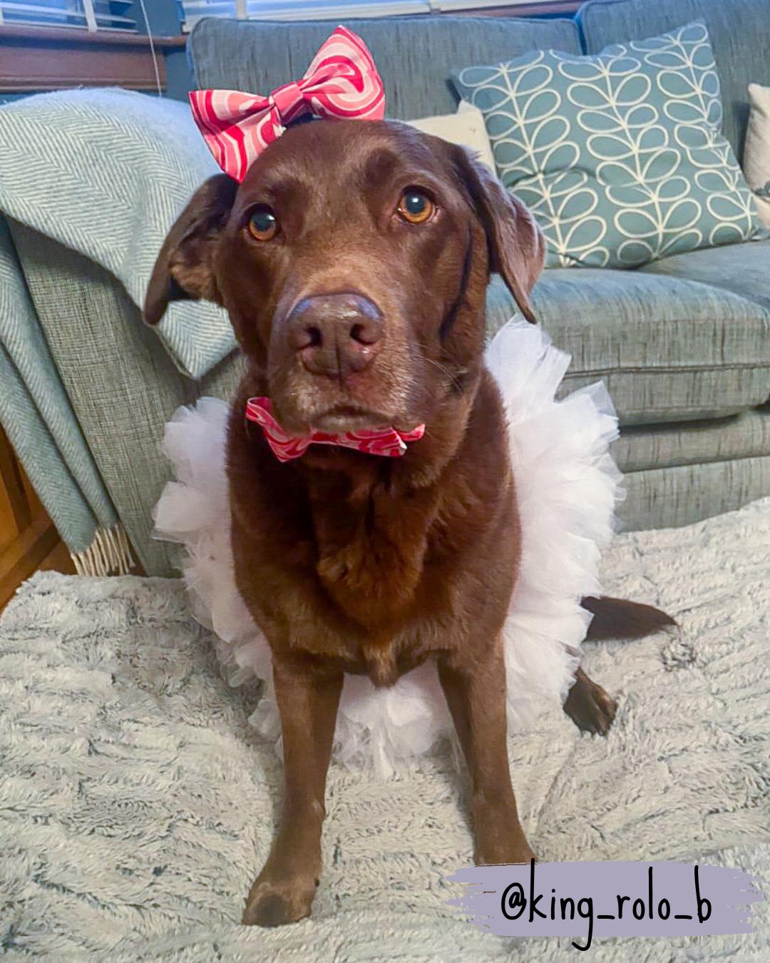 pink dog bow tie being worn by a labrador dog