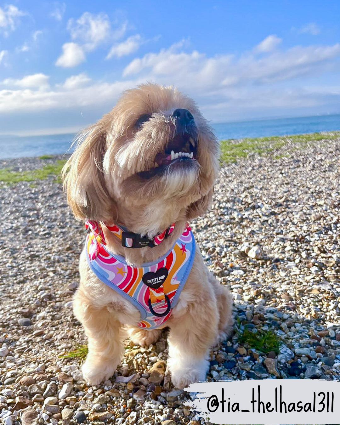 shih tzu dog wearing rainbow adjustable dog harness whilst sat on a beach