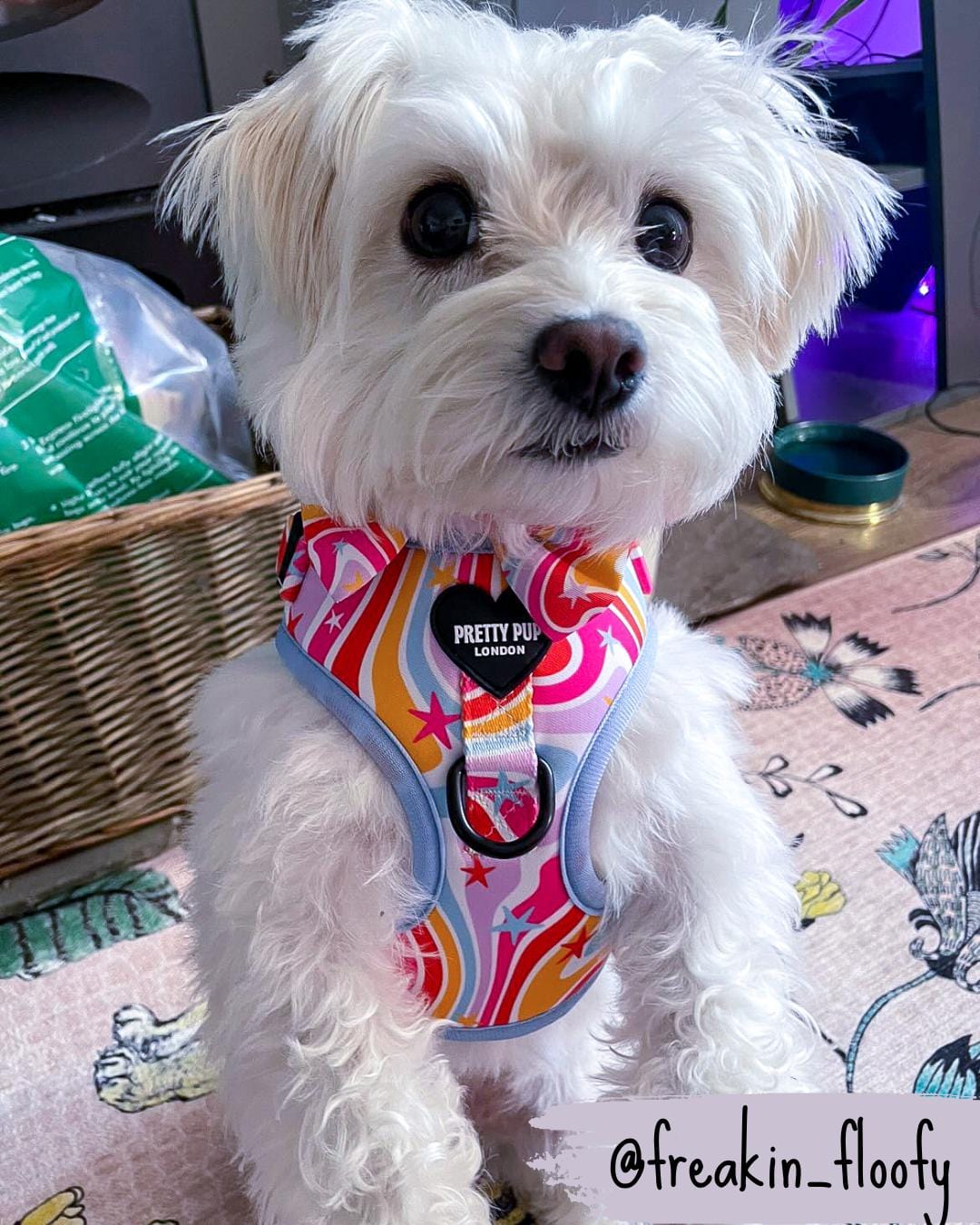 white maltese dog wearing rainbow adjustable dog harness