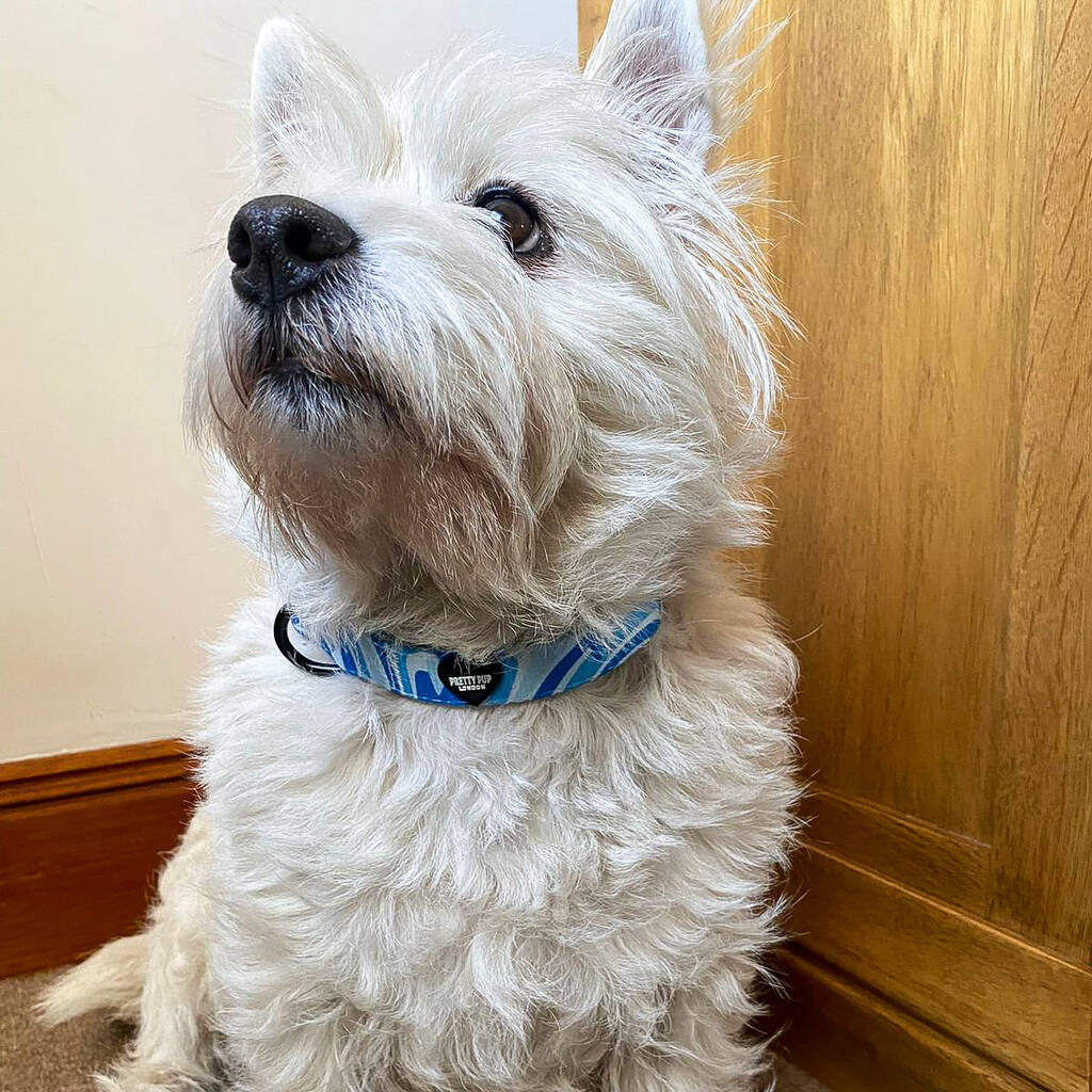 west highland terrier wearing a light blue adjustable dog collar