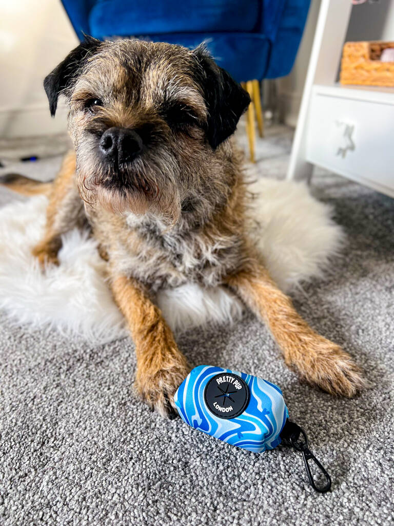 border terrier with a blue dog poo bag dispenser resting at it's feet