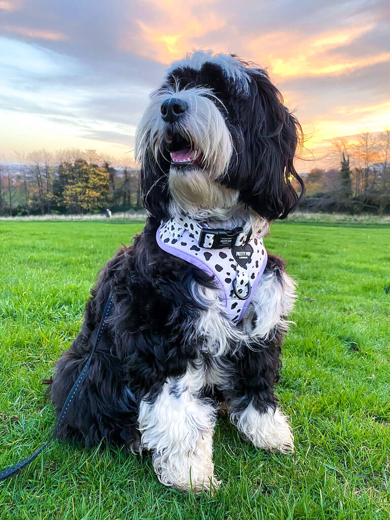 tibetan terrier in a sunset wearing adjustable dog collar in dalmatian print pattern