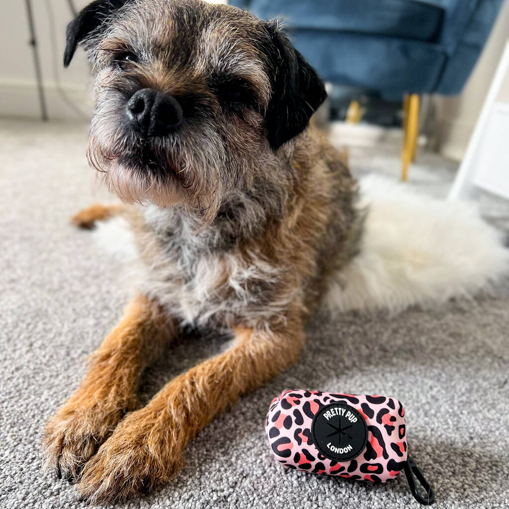 orange leopard print poo bag dispenser lay in front of a border terrier dog