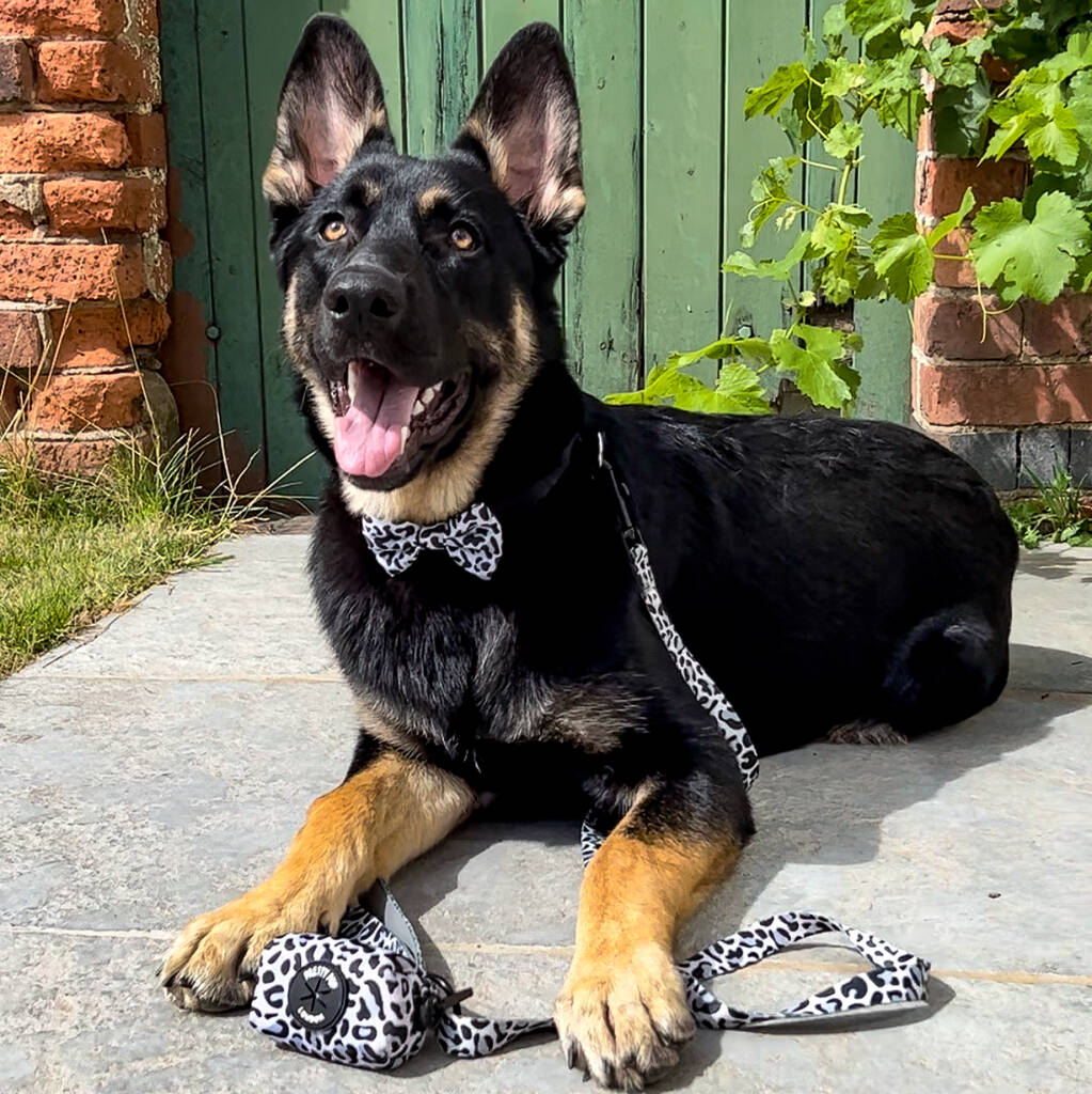 grey leopard print dog lead and dog poo bag dispenser attached to a lying down german shepherd 