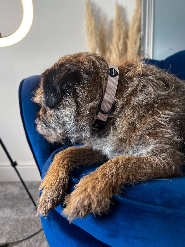 beige adjustable dog collar worn by border terrier dog