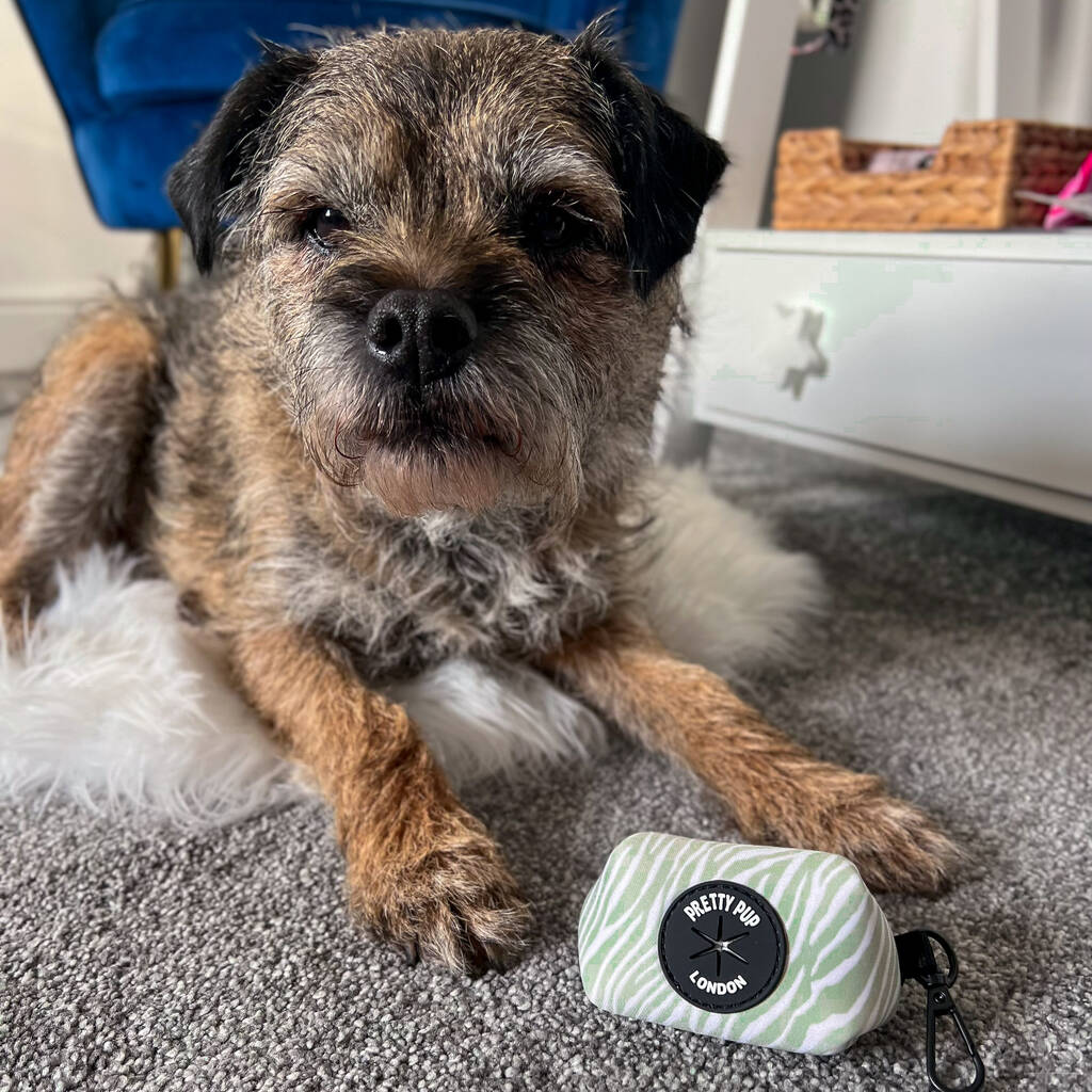 green zebra print dog poo bag dispenser in front of border terrier dog