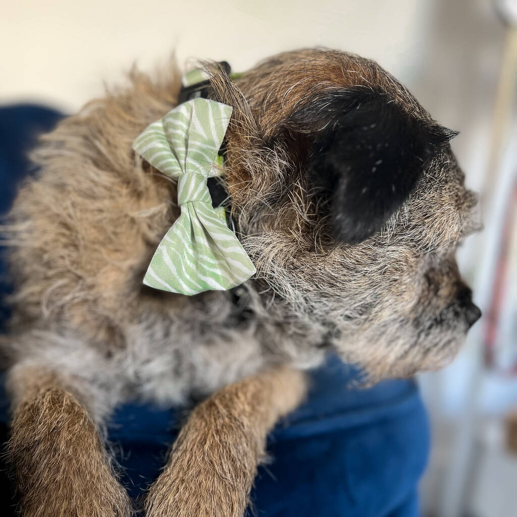 green zebra print dog bow tie being worn by a border terrier dog