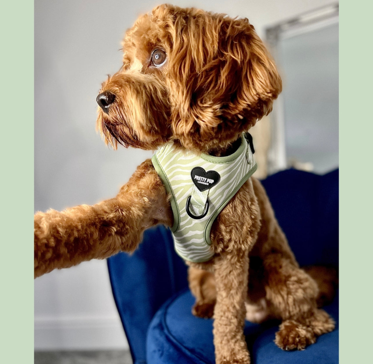 Stylish store dog harness