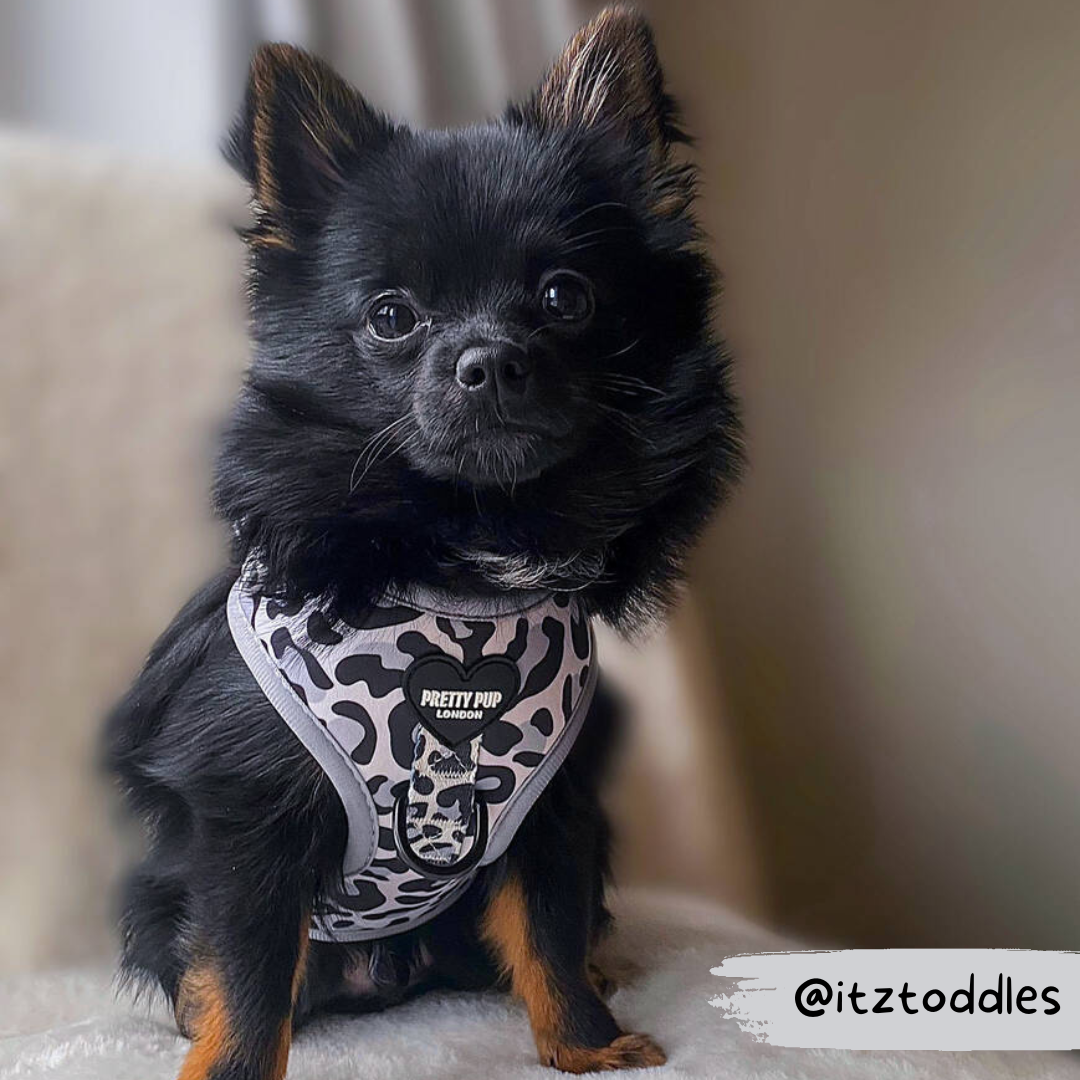 pomchi wearing grey leopard print adjustable dog harness