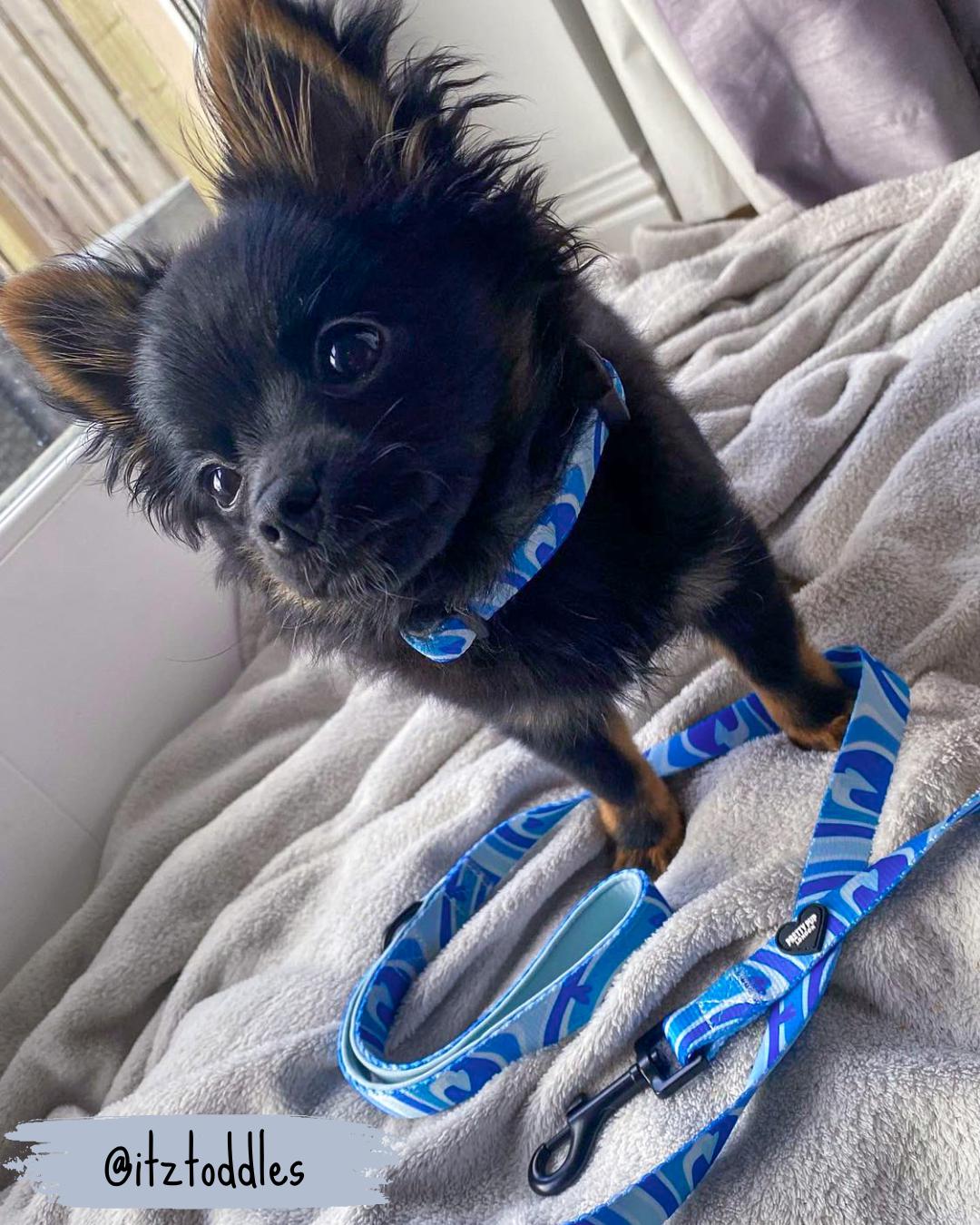 blue adjustable dog collar and blue dog lead being worn by pomchi dog