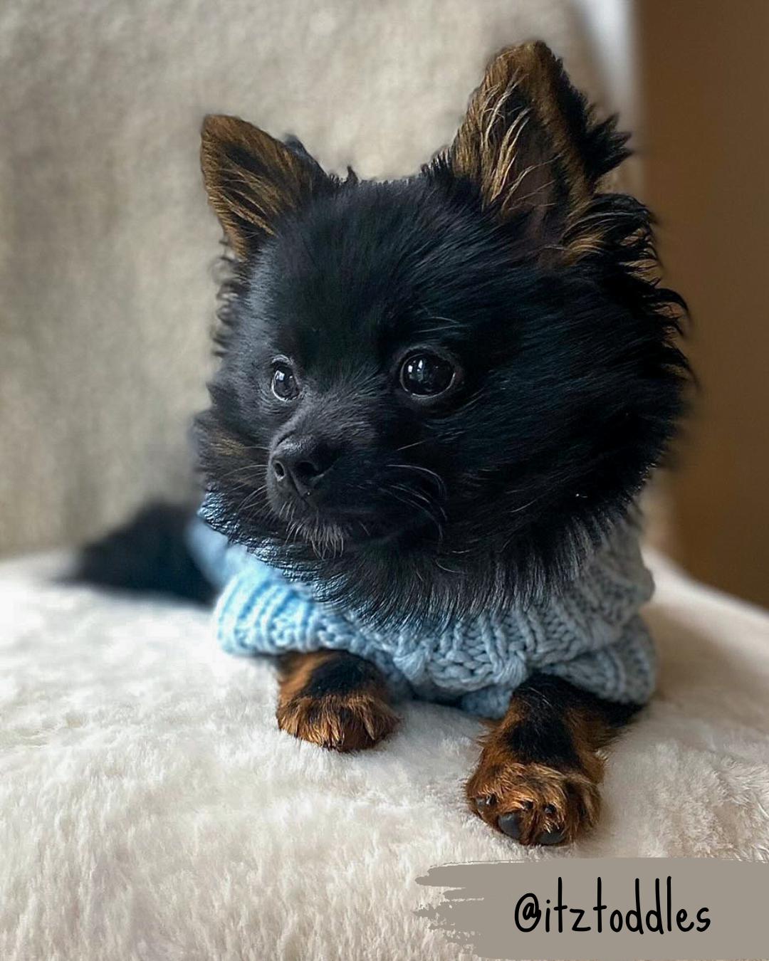 pomeranian wearing light blue cosy knit dog jumper