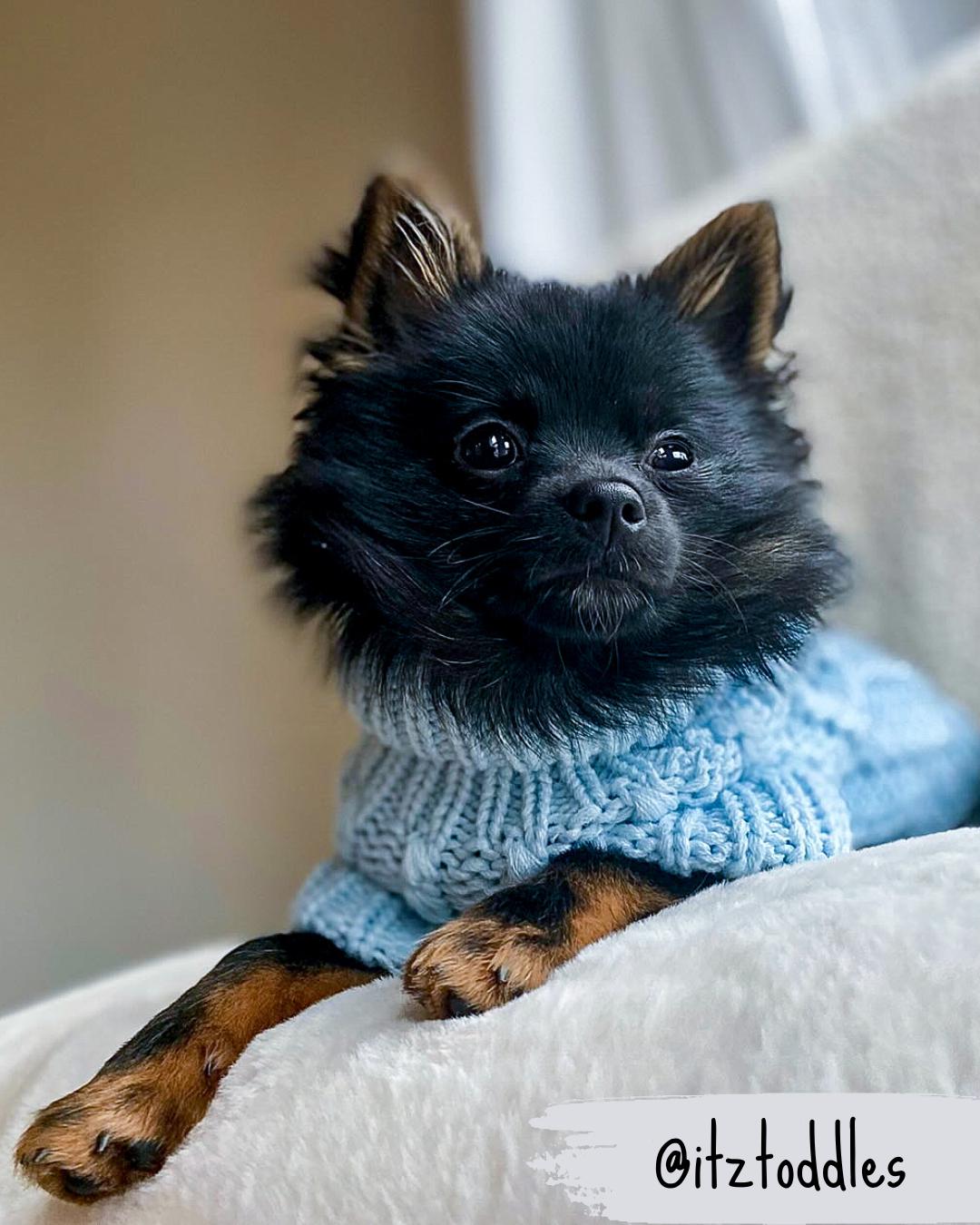 pomeranian wearing blue cable knit dog jumper whilst lying on a sofa