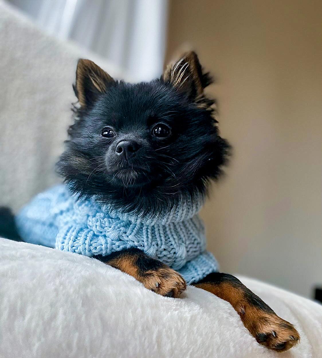 blue cable knit dog jumper being worn by a pomeranian dog