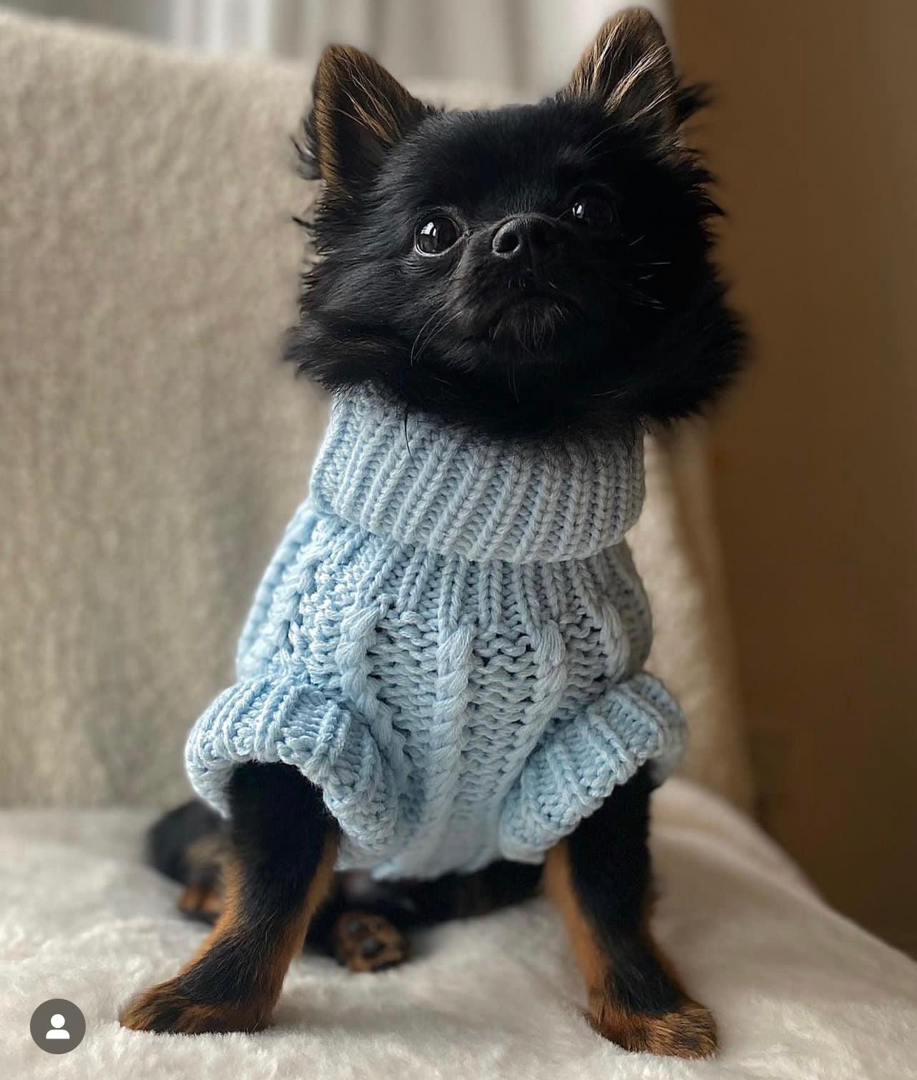 blue cosy knit dog jumper being worn by a pomchi dog