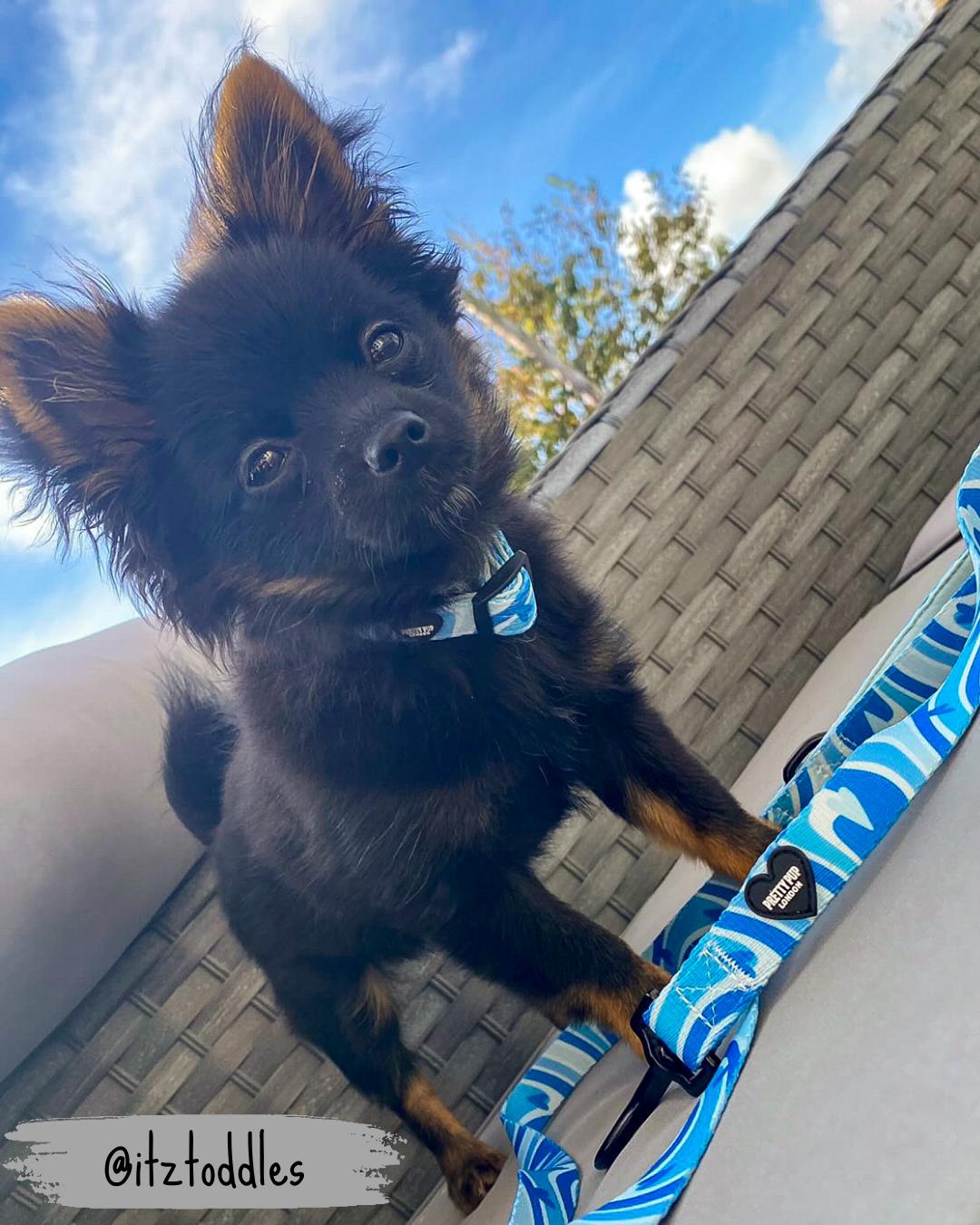 blue designer dog collar and designer dog lead being worn by pomeranian dog