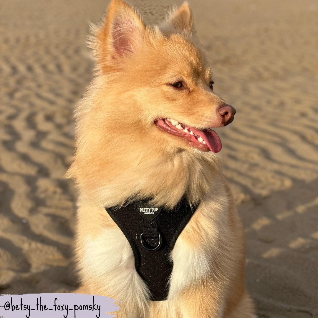 pomsky wearing black glitter dog harness