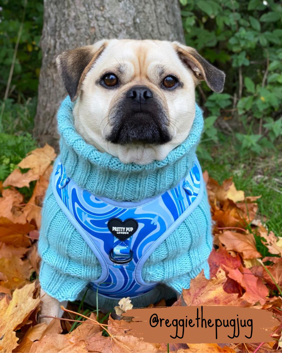 pug dog wearing a blue adjustable dog harness with cable knit jumper underneath