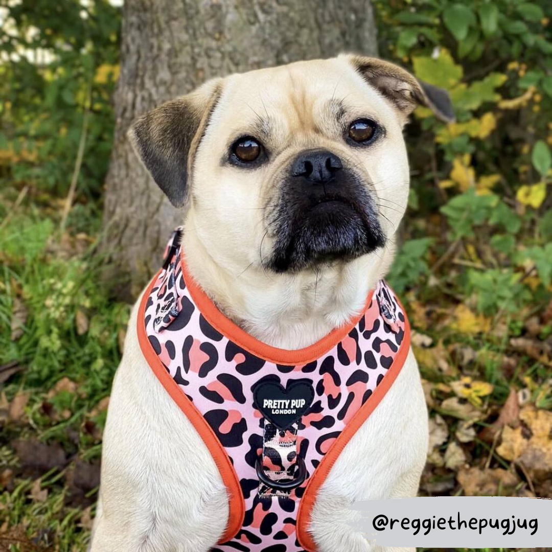 pug wearing orange leopard print dog harness