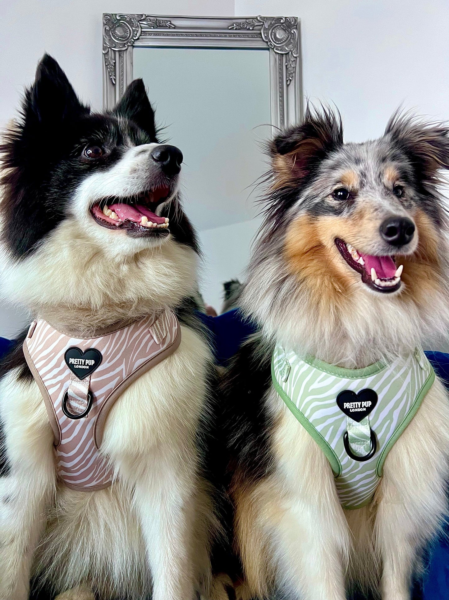 sheltie and german spitz dogs wearing a zebra print adjustable dog harness