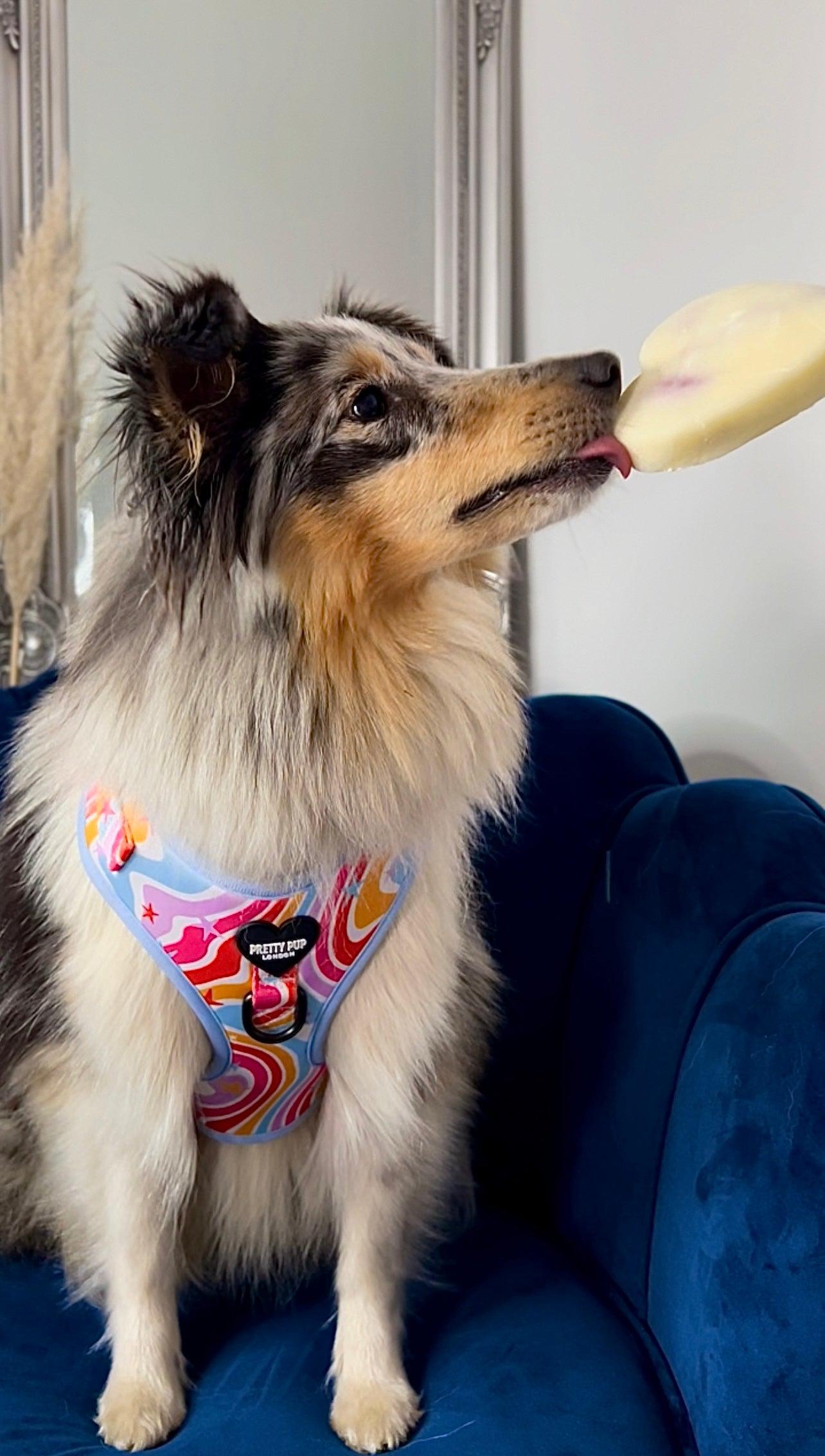 sheltie dog wearing rainbow adjustable dog harness