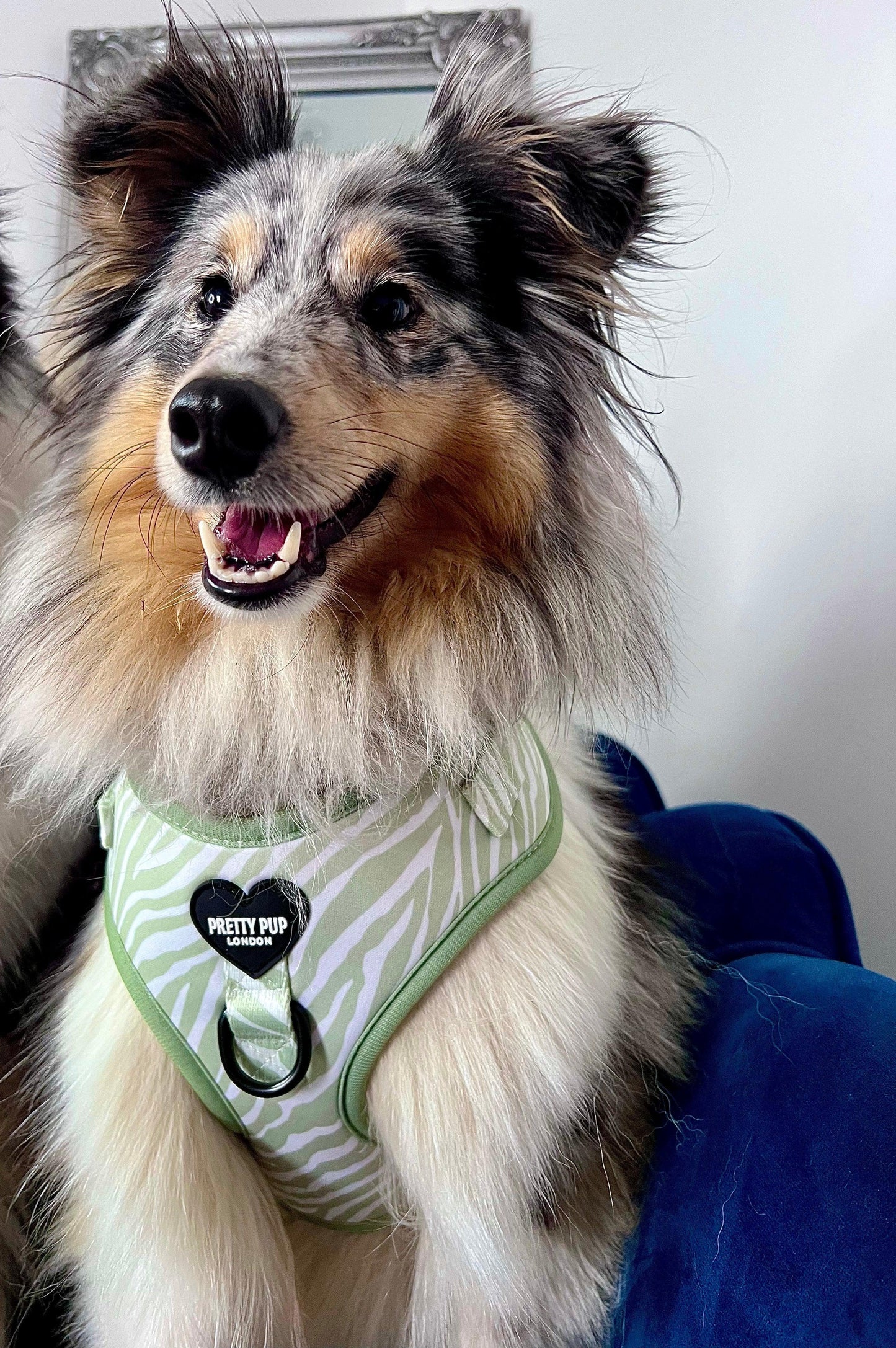 sheltie dog wearing a green zebra print designer dog harness