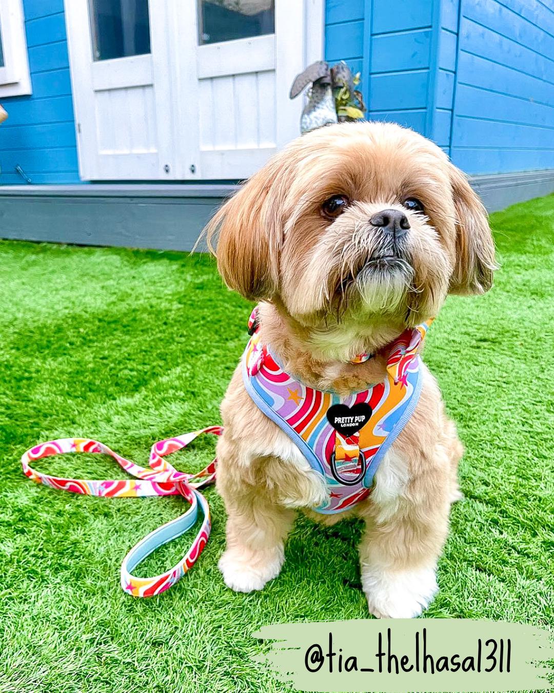 shih tzu dog wearing rainbow adjustable dog harness with matching rainbow dog lead