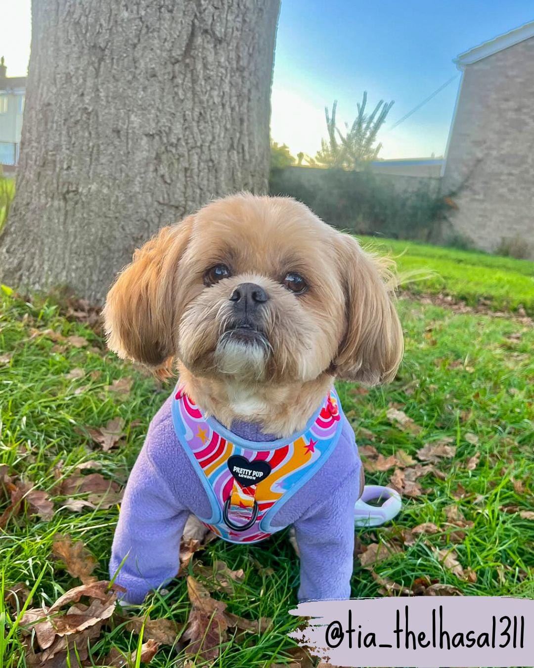 shih tzu dog wearing rainbow adjustable dog harness in the park