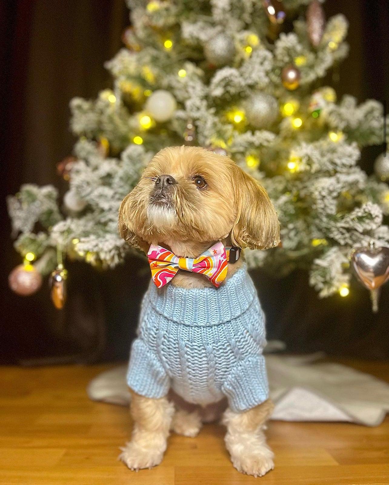 blue cable knit dog jumper worn with rainbow dog bow tie by a shih tzu dog