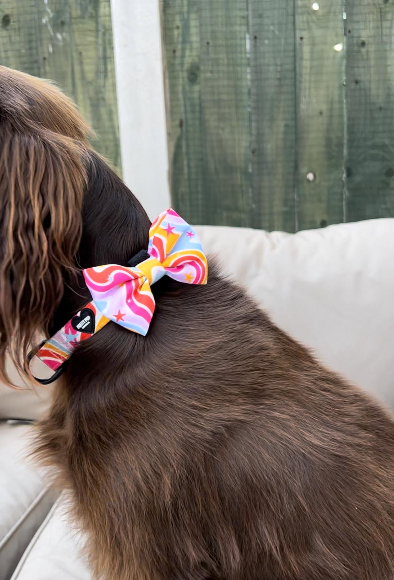 rainbow dog bow tie collar being worn by cocker spaniel