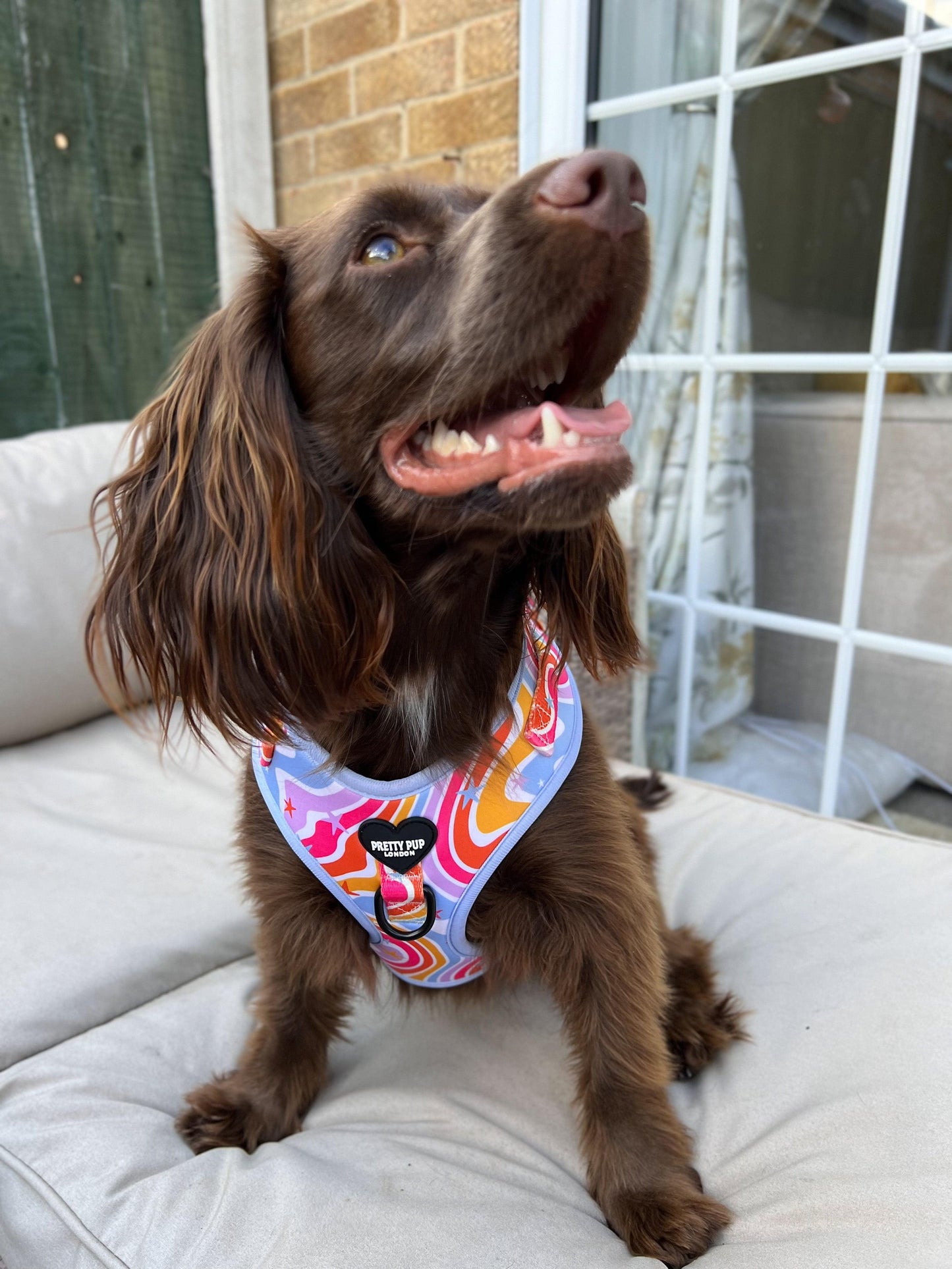 springer spaniel dog wearing rainbow adjustable dog harness