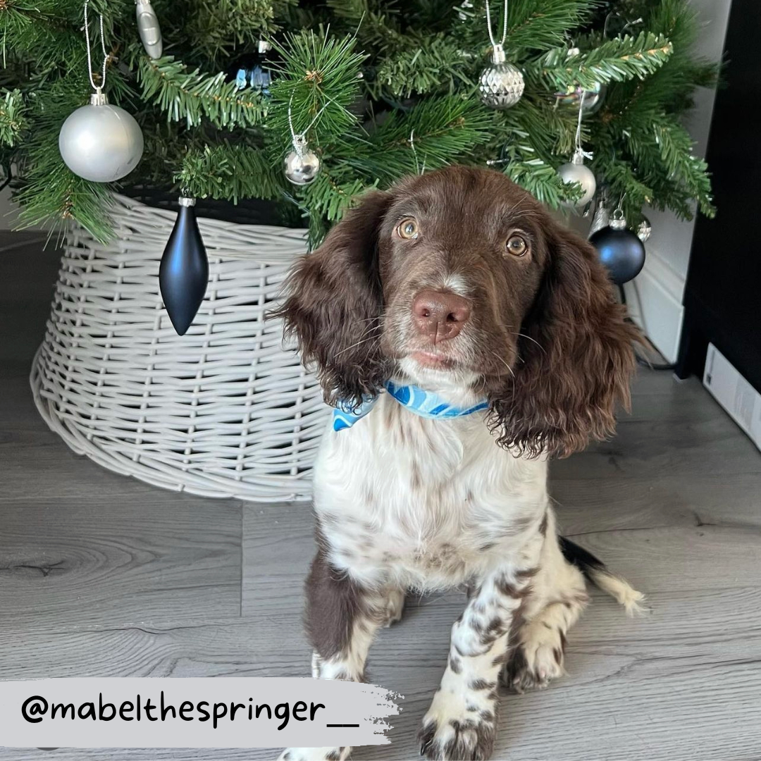 springer spaniel wearing blue adjustable dog collar and matching blue dog bow tie whilst sat in front of a christmas tree