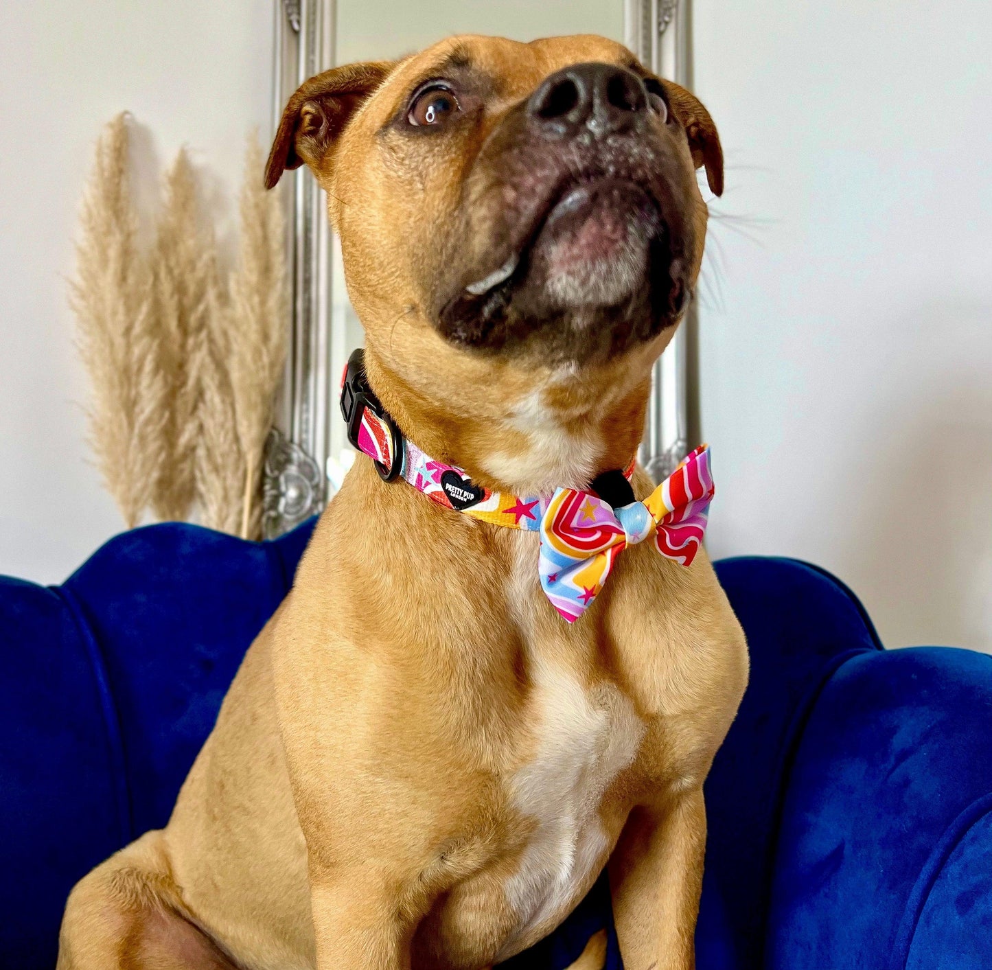 rainbow dog bow tie collar being worn by a staffordshire bull terrier dog