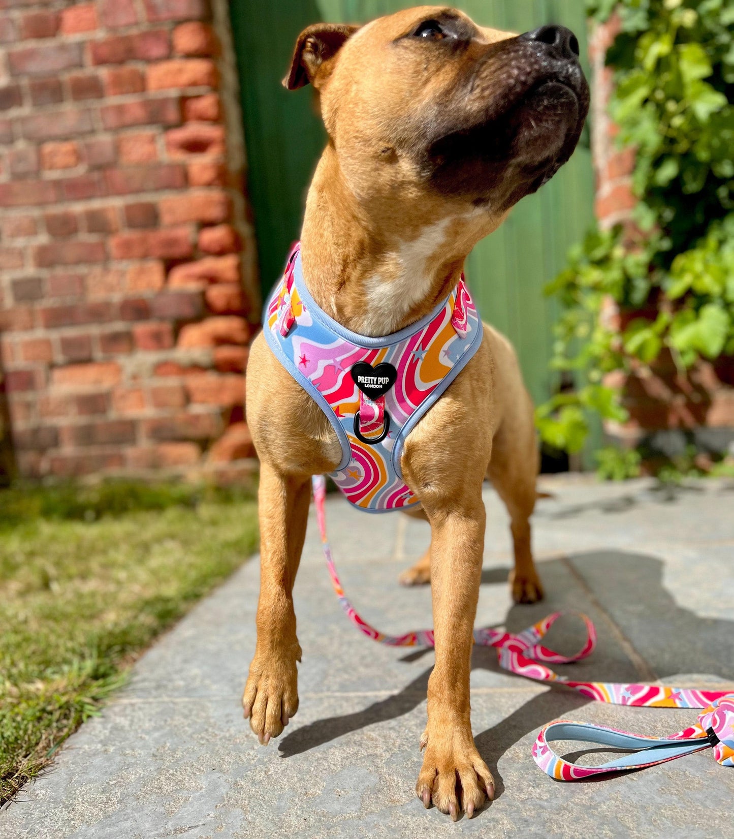 staffordshire bull terrier dog wearing rainbow adjustable dog harness and matching rainbow dog lead