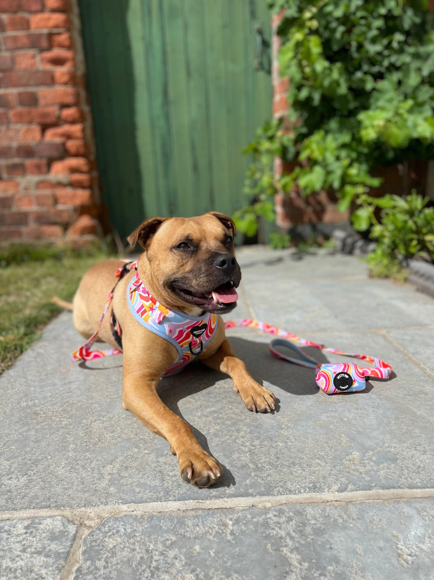 staffie dog clipped to a rainbow dog lead and dog poo bag dispenser