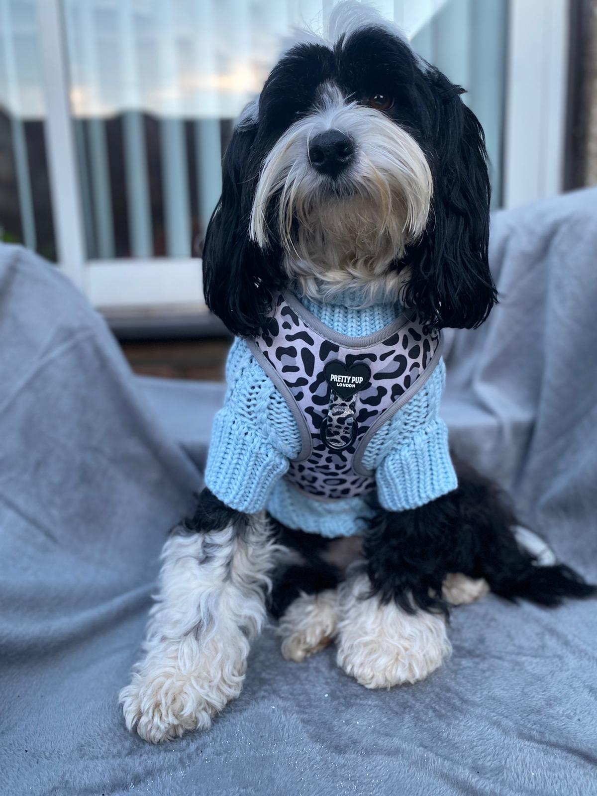 light blue dog jumper worn underneath a leopard print dog harness by a tibetan terrier