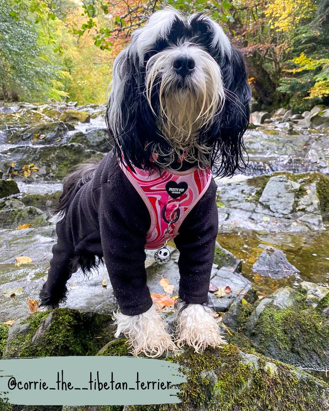 tibetan terrier dog wearing a pale pink adjustable dog harness