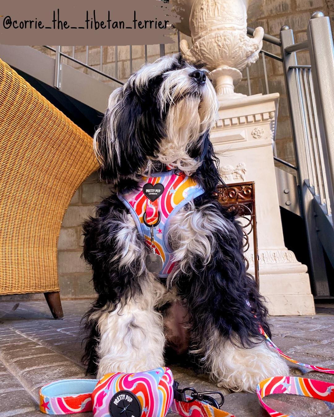 tibetan terrier dog wearing a rainbow dog harness with matching rainbow dog lead and dog poo bag dispenser