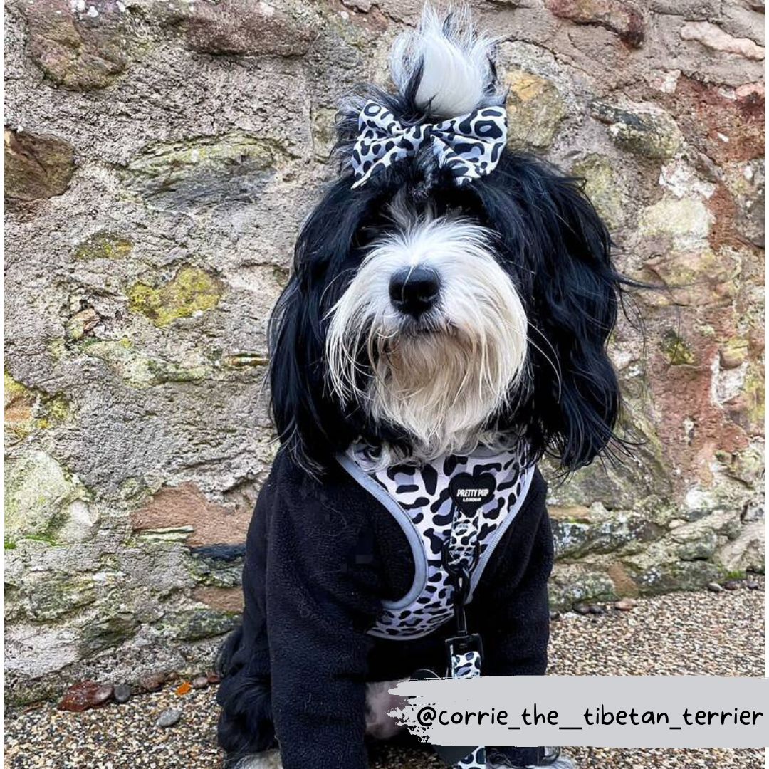 tibetan terrier wearing a grey leopard print dog harness