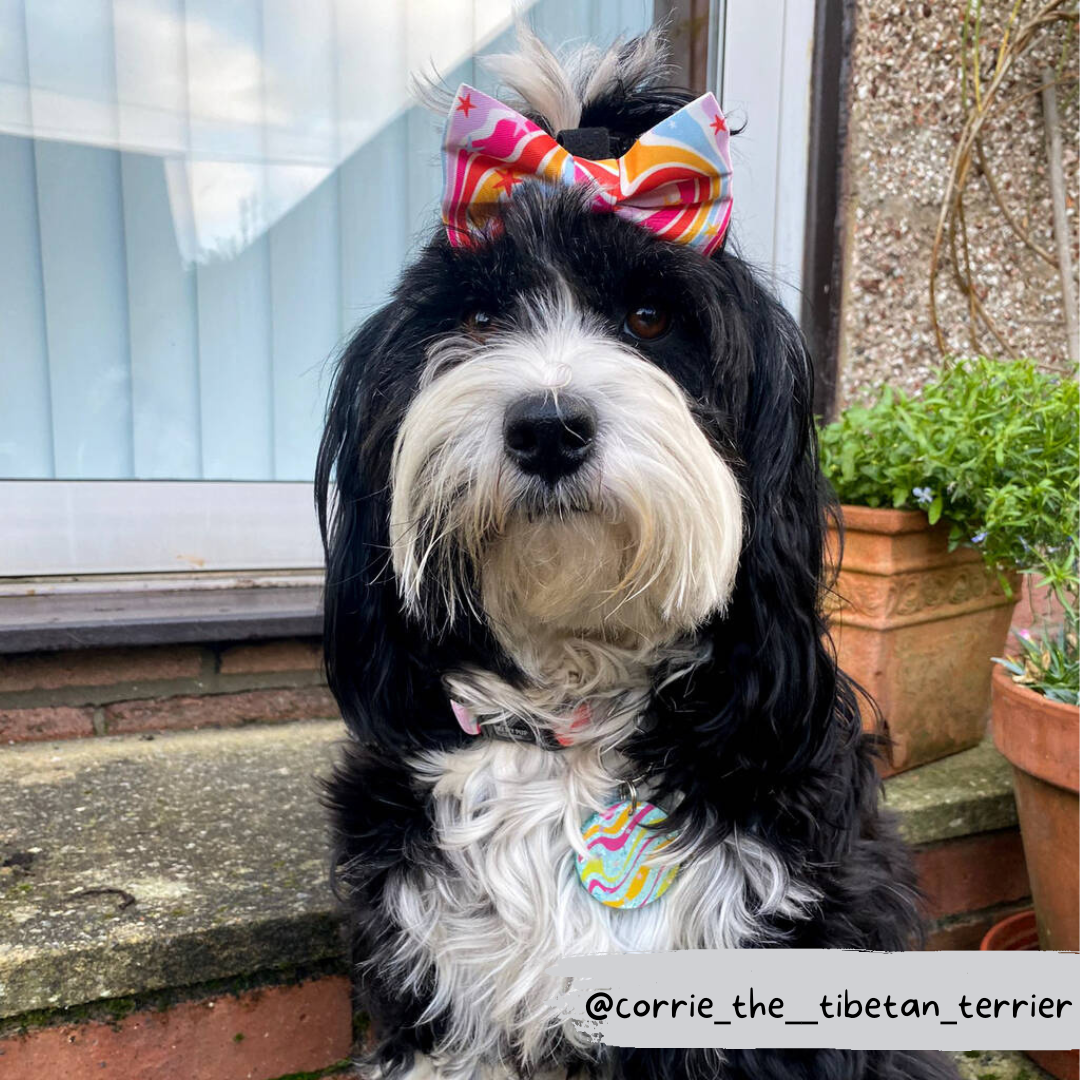 rainbow dog bow being worn in hair of a tibetan terrier dog 