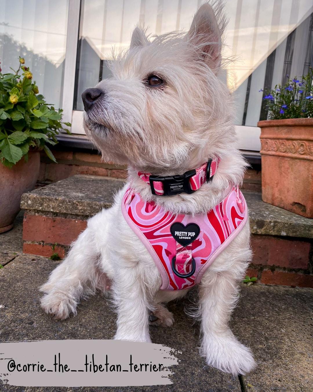 pink adjustable dog collar being worn by west highland terrier dog