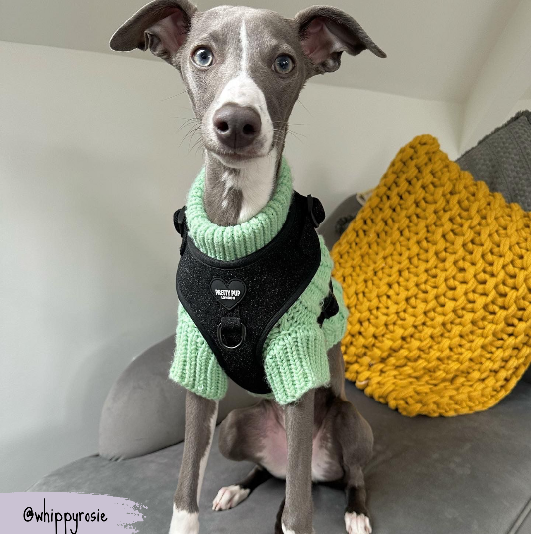 whippet wearing glitter dog harness